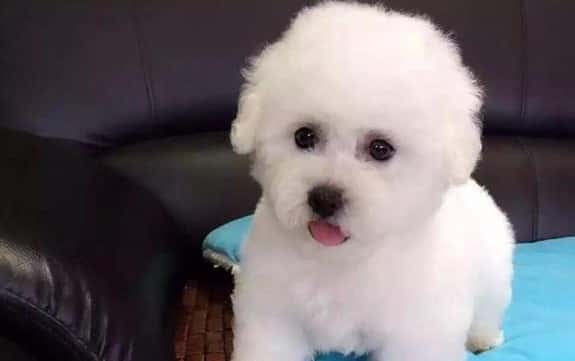 赛级比熊犬